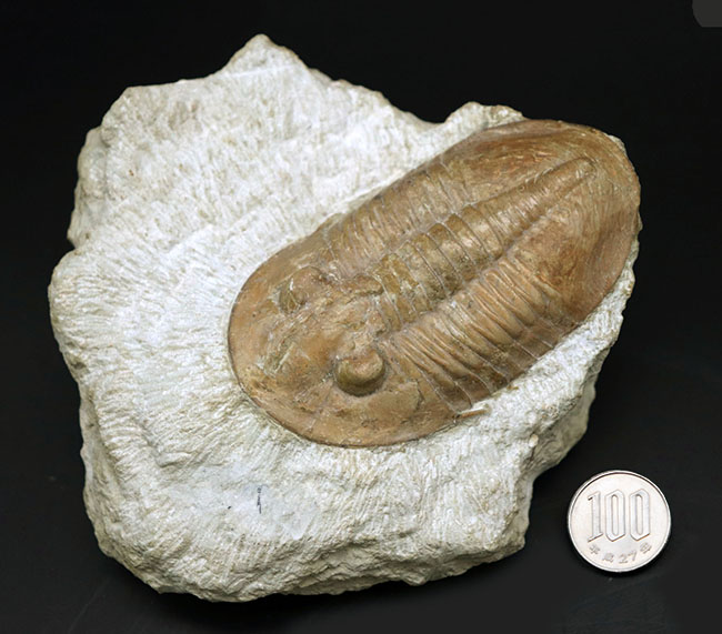 チャンスプライス！極めて大きい！カーブ計測で９６ミリというビッグサイズのロシア産の三葉虫、アサフス（Asaphus sp.）の化石（その12）