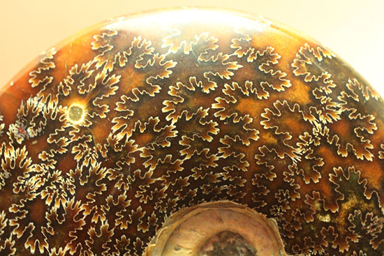 大判!縫合線!干渉色!メノウ化!4つの特徴を同時に楽しめる、お得なマダガスカル産アンモナイト(その4)