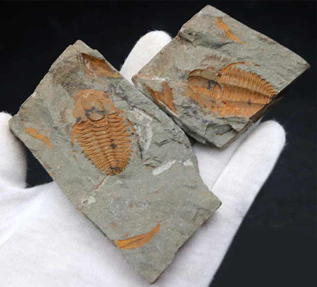 古生代カンブリア紀のとても古い三葉虫、パラドキシデス（Paradoxides）のネガポジ化石（その5）