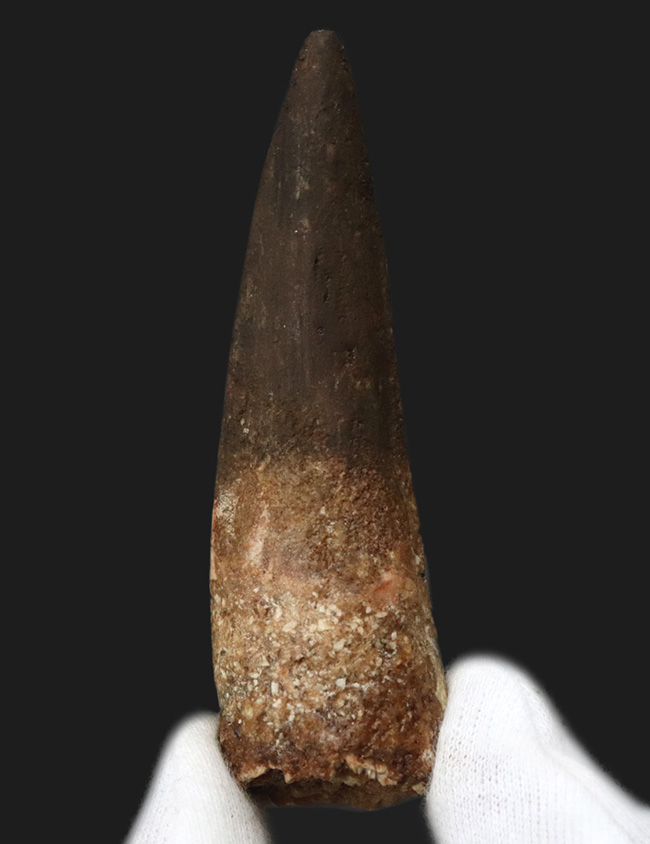 良形！白亜紀後期の北アフリカの水辺の雄、スピノサウルス（Spinosaurus）の立派な歯化石（その1）