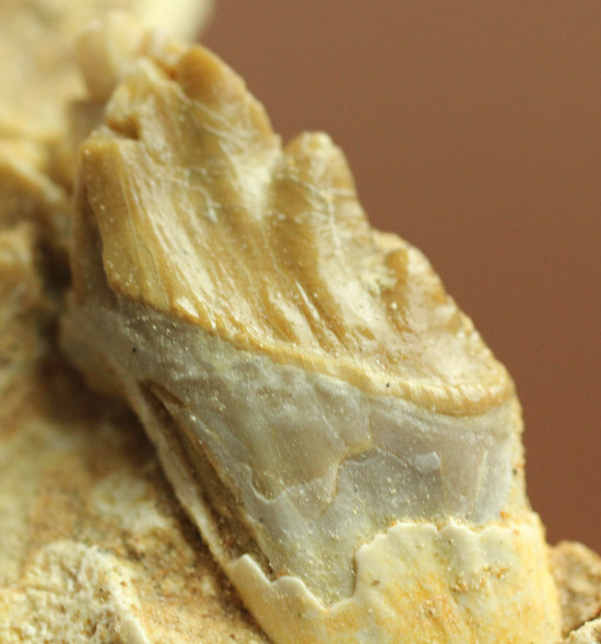 異歯性を確認できる、貴重な原始クジラの顎付き歯化石。価値が分かる人は挙手をお願いします！（その10）