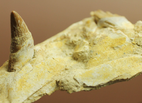 異歯性を確認できる、貴重な原始クジラの顎付き歯化石。価値が分かる人は挙手をお願いします！（その11）