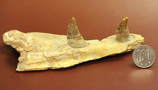 異歯性を確認できる、貴重な原始クジラの顎付き歯化石。価値が分かる人は挙手をお願いします！（その14）