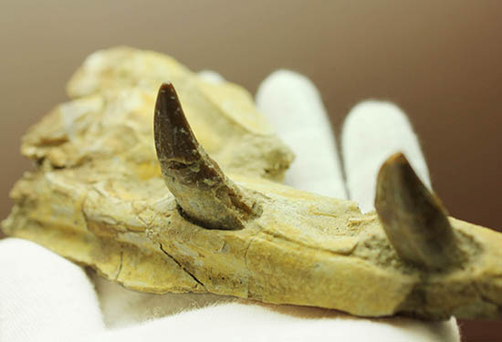異歯性を確認できる、貴重な原始クジラの顎付き歯化石。価値が分かる人は挙手をお願いします！（その2）