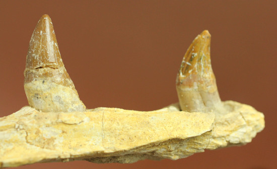 異歯性を確認できる、貴重な原始クジラの顎付き歯化石。価値が分かる人は挙手をお願いします！（その5）