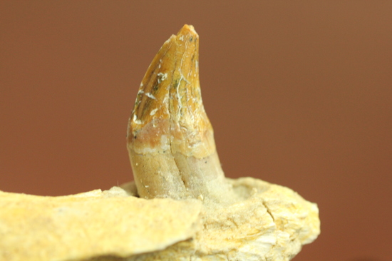 異歯性を確認できる、貴重な原始クジラの顎付き歯化石。価値が分かる人は挙手をお願いします！（その6）