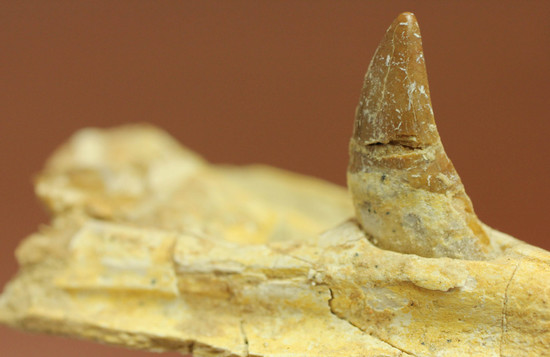 異歯性を確認できる、貴重な原始クジラの顎付き歯化石。価値が分かる人は挙手をお願いします！（その7）