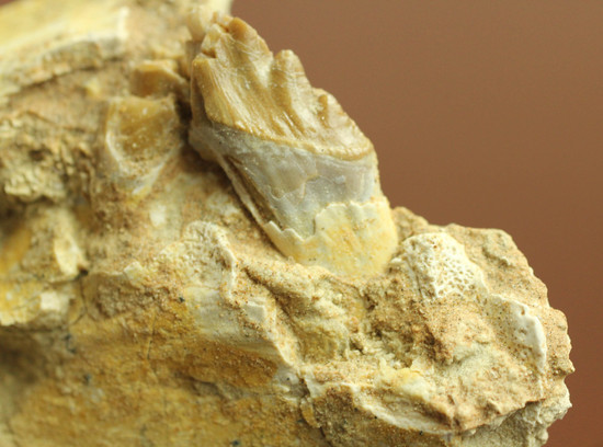 異歯性を確認できる、貴重な原始クジラの顎付き歯化石。価値が分かる人は挙手をお願いします！（その9）