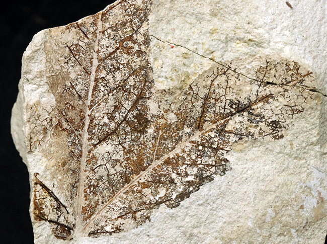 国産化石マニアックシリーズ！神戸層群で採集されたフウ（Liquidambar）科の葉の化石（その2）
