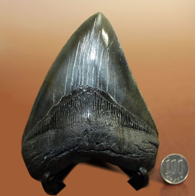 おすすめ！長辺計測１４２ミリというメガサイズ、美しいセレーションが備わったメガロドン（Carcharodon megalodon）の歯化石（その10）