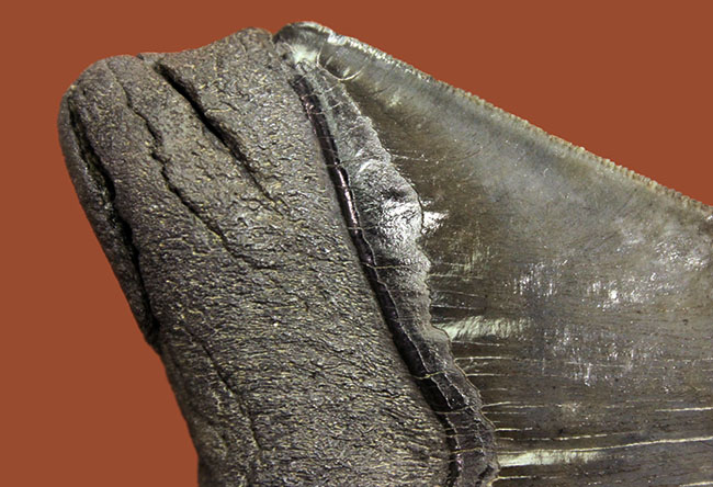 おすすめ！長辺計測１４２ミリというメガサイズ、美しいセレーションが備わったメガロドン（Carcharodon megalodon）の歯化石（その5）
