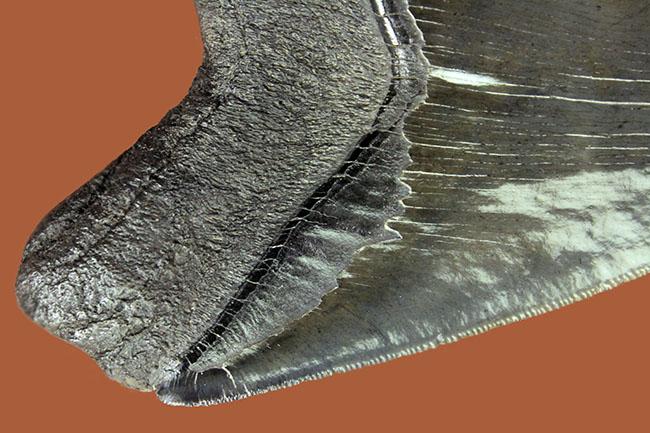 おすすめ！長辺計測１４２ミリというメガサイズ、美しいセレーションが備わったメガロドン（Carcharodon megalodon）の歯化石（その6）