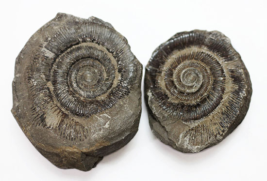 イングランド・ヨークシャー産のダクチリオセラスのノジュール化石（その3）