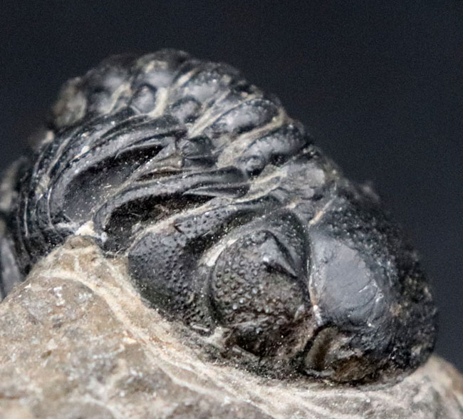 多数のレンズが保存された複眼にご注目！モロッコのデボン紀の地層より採集されたリードプス（Reedops）の化石（その8）