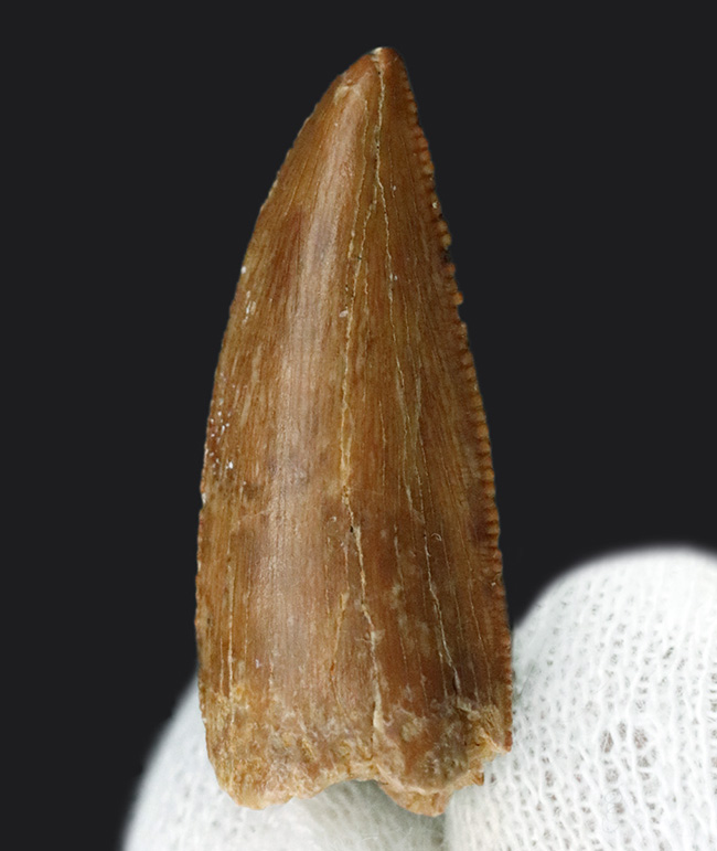 大きい、美しい、レア！モロッコの白亜紀の地層から発見された小型獣脚類、ラプトル（Raptor）の仲間の歯化石（その3）
