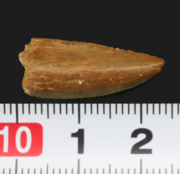 大きい、美しい、レア！モロッコの白亜紀の地層から発見された小型獣脚類、ラプトル（Raptor）の仲間の歯化石（その6）