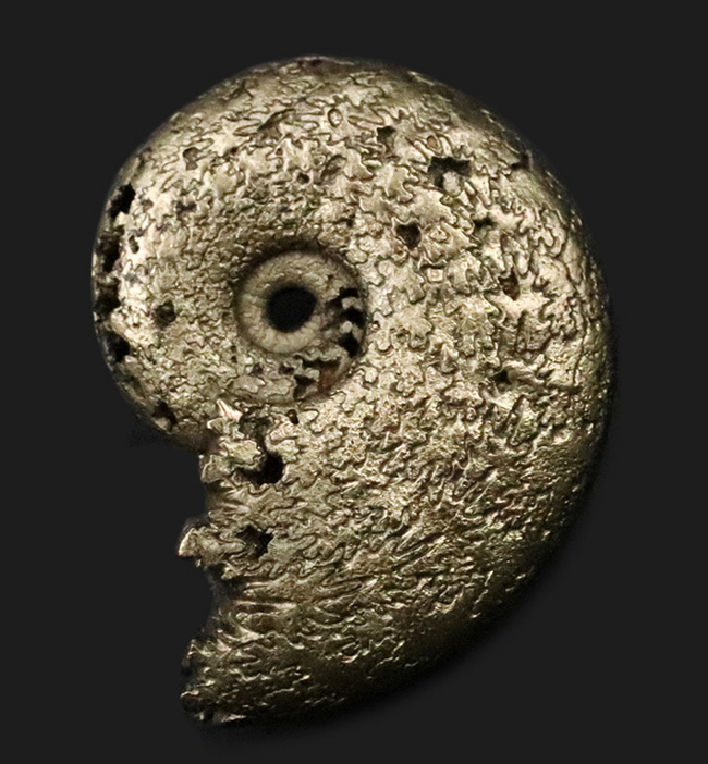 美しい縫合線にご注目、人気！フランス・アヴェイロンで採集された黄鉄鉱化（パイライト）アンモナイト（Ammonite）（その1）