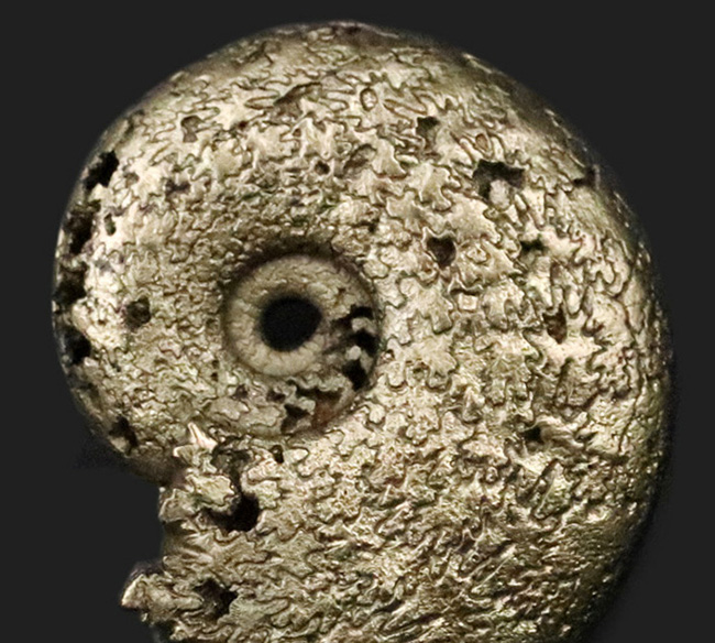 美しい縫合線にご注目、人気！フランス・アヴェイロンで採集された黄鉄鉱化（パイライト）アンモナイト（Ammonite）（その2）