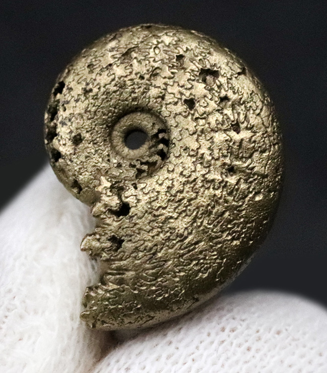 美しい縫合線にご注目、人気！フランス・アヴェイロンで採集された黄鉄鉱化（パイライト）アンモナイト（Ammonite）（その3）