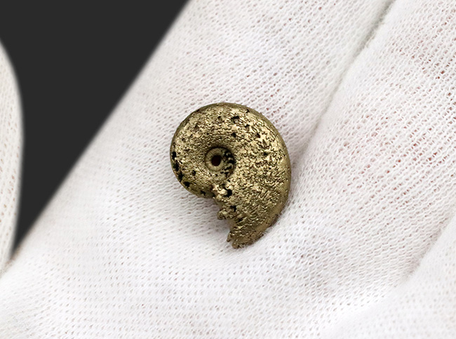 美しい縫合線にご注目、人気！フランス・アヴェイロンで採集された黄鉄鉱化（パイライト）アンモナイト（Ammonite）（その4）