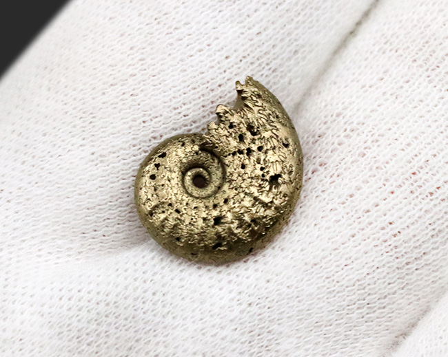 美しい縫合線にご注目、人気！フランス・アヴェイロンで採集された黄鉄鉱化（パイライト）アンモナイト（Ammonite）（その5）