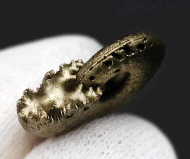 美しい縫合線にご注目、人気！フランス・アヴェイロンで採集された黄鉄鉱化（パイライト）アンモナイト（Ammonite）（その6）