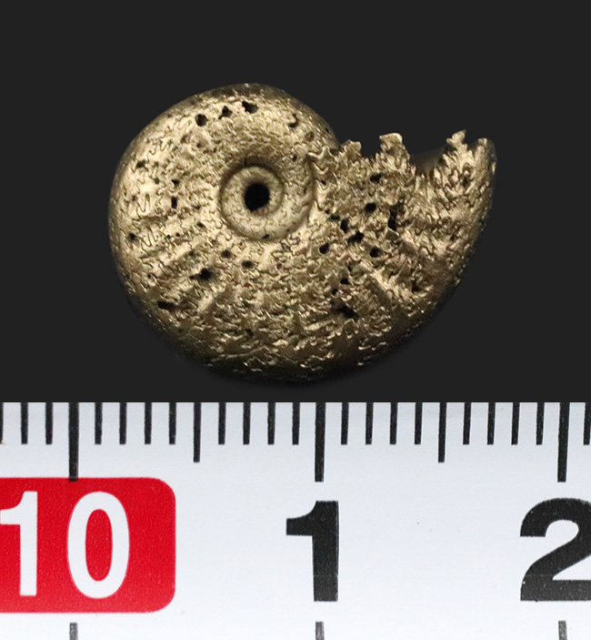 美しい縫合線にご注目、人気！フランス・アヴェイロンで採集された黄鉄鉱化（パイライト）アンモナイト（Ammonite）（その7）