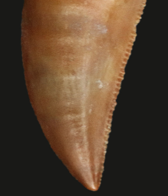 これぞジェム！モロッコの白亜紀の地層より発見された、小型獣脚類、ラプトル（Raptor）の極めて上質の歯化石（その4）