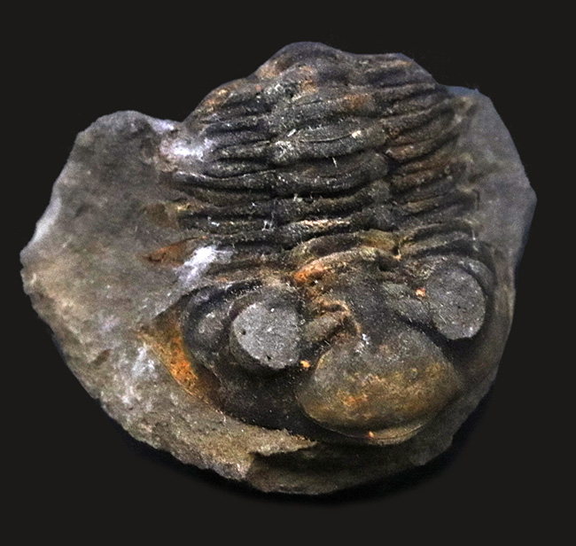 レア！南米ボリビア産の三葉虫、ファコプスのノジュール化石。３つに分離（その1）