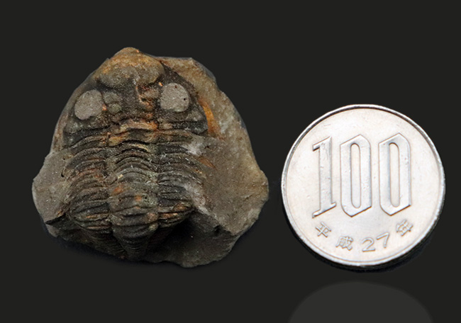 レア！南米ボリビア産の三葉虫、ファコプスのノジュール化石。３つに分離（その10）