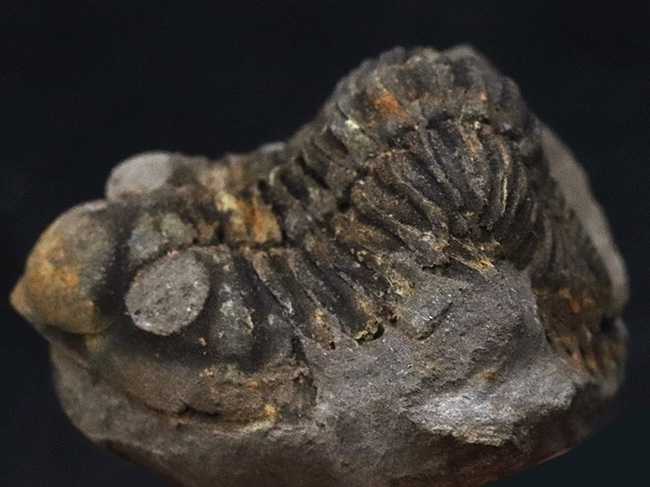 レア！南米ボリビア産の三葉虫、ファコプスのノジュール化石。３つに分離（その3）