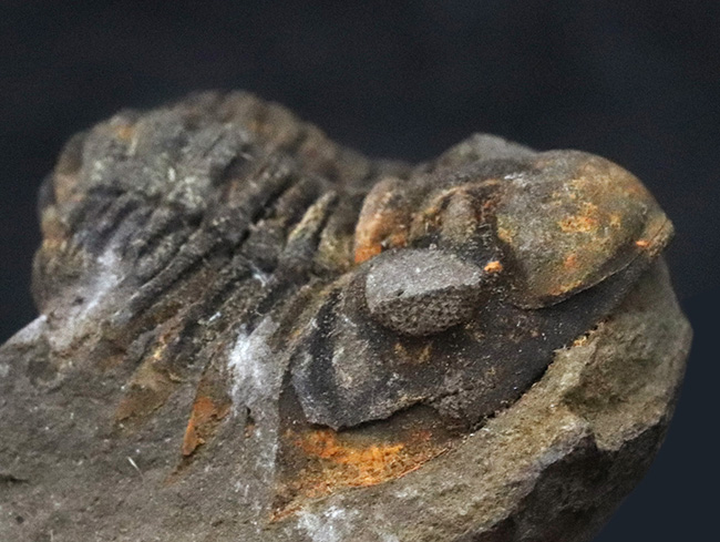 レア！南米ボリビア産の三葉虫、ファコプスのノジュール化石。３つに分離（その4）