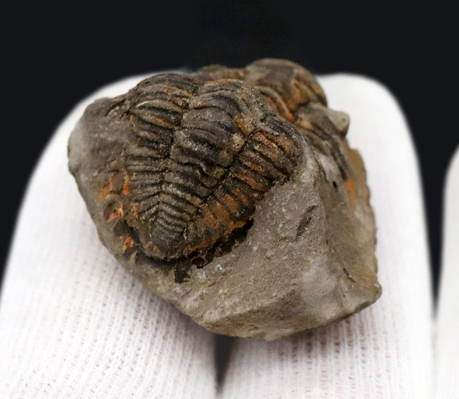 レア！南米ボリビア産の三葉虫、ファコプスのノジュール化石。３つに分離（その5）