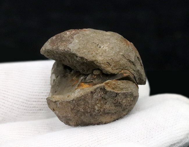 レア！南米ボリビア産の三葉虫、ファコプスのノジュール化石。３つに分離（その8）