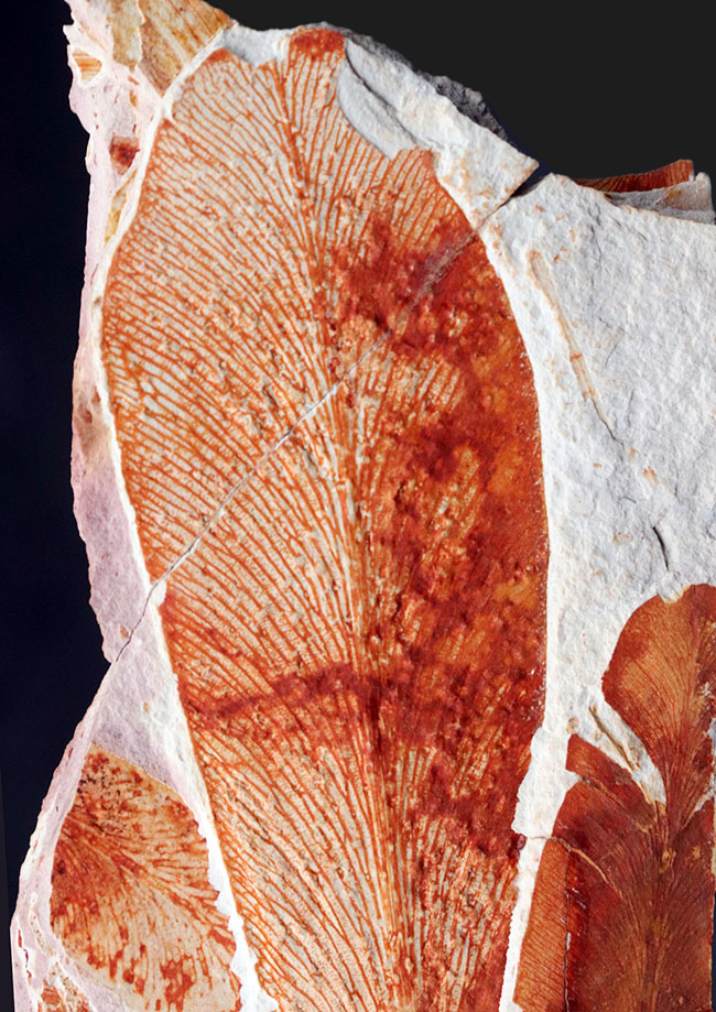 ゴンドワナ大陸特有種の一つ、大陸移動説の証左！ほぼ全形が保存されたグロッソプテリス（Glossopteris brawnia）の葉の化石（その2）