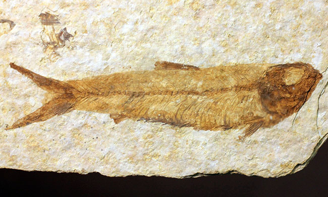 ワイオミング州公認の州の化石、古代魚ナイティア（Knightia eocaena）。グリーンリバー層。（その1）