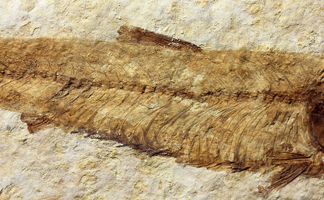 ワイオミング州公認の州の化石、古代魚ナイティア（Knightia eocaena）。グリーンリバー層。（その5）