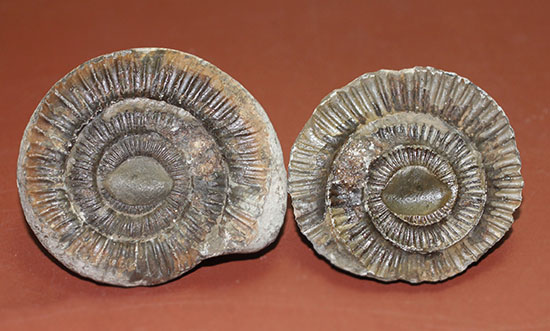 ダクチリオセラス（Dactylioceras sp.）典型的なノジュール化石（その1）