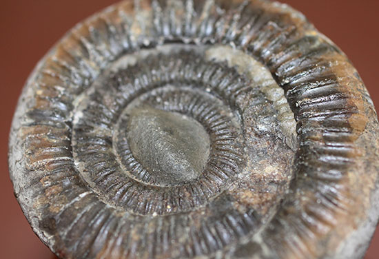 ダクチリオセラス（Dactylioceras sp.）典型的なノジュール化石（その10）