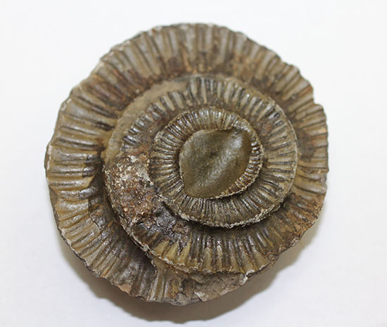 ダクチリオセラス（Dactylioceras sp.）典型的なノジュール化石（その11）