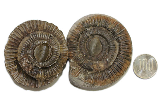 ダクチリオセラス（Dactylioceras sp.）典型的なノジュール化石（その13）