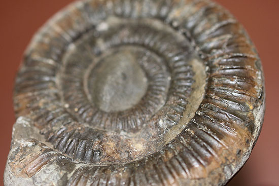 ダクチリオセラス（Dactylioceras sp.）典型的なノジュール化石（その2）