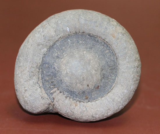 ダクチリオセラス（Dactylioceras sp.）典型的なノジュール化石（その6）