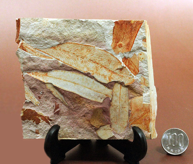 2億年以上前の地球の代表的な植物グロッソプテリス(Glossopteris)の上質な葉の化石。なにか似ている！？（その16）