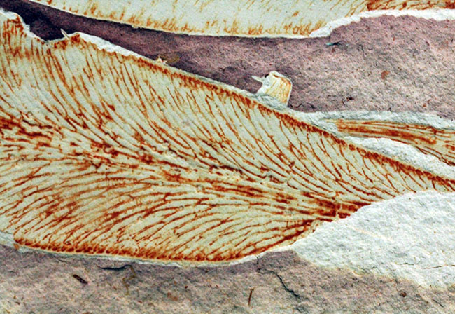 2億年以上前の地球の代表的な植物グロッソプテリス(Glossopteris)の上質な葉の化石。なにか似ている！？（その6）