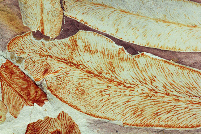 2億年以上前の地球の代表的な植物グロッソプテリス(Glossopteris)の上質な葉の化石。なにか似ている！？（その7）