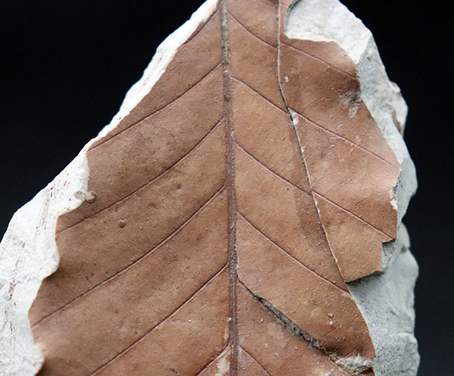 マニアックシリーズ！主脈、側脈がはっきり見える上質の保存状態。兵庫県神戸層群で採集されたニレ科、ムカシケヤキの葉化石（その2）