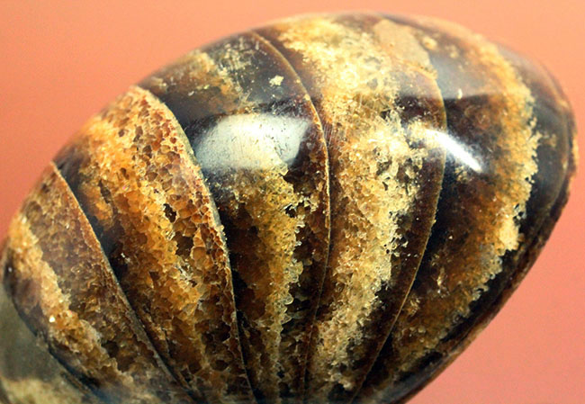 深みのある茶色が印象的な、中生代白亜紀の深海に棲息していたオウムガイ（Nautilus）の殻の化石（その10）