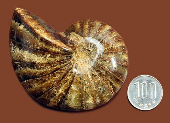 深みのある茶色が印象的な、中生代白亜紀の深海に棲息していたオウムガイ（Nautilus）の殻の化石（その11）