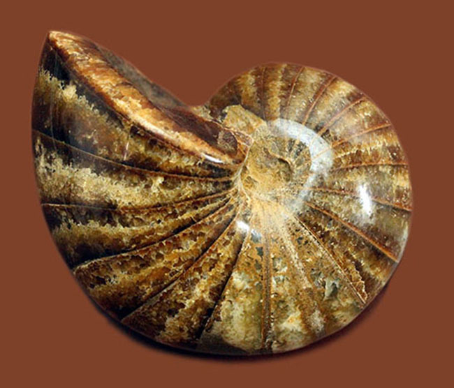 深みのある茶色が印象的な、中生代白亜紀の深海に棲息していたオウムガイ（Nautilus）の殻の化石（その2）